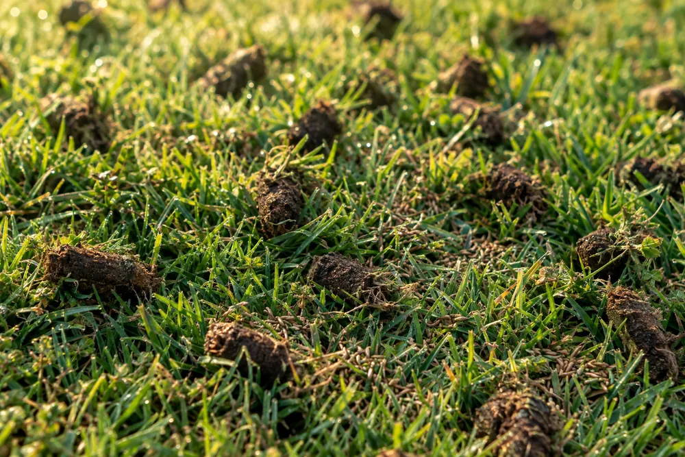 Soil plugs on a lawn after core aeration