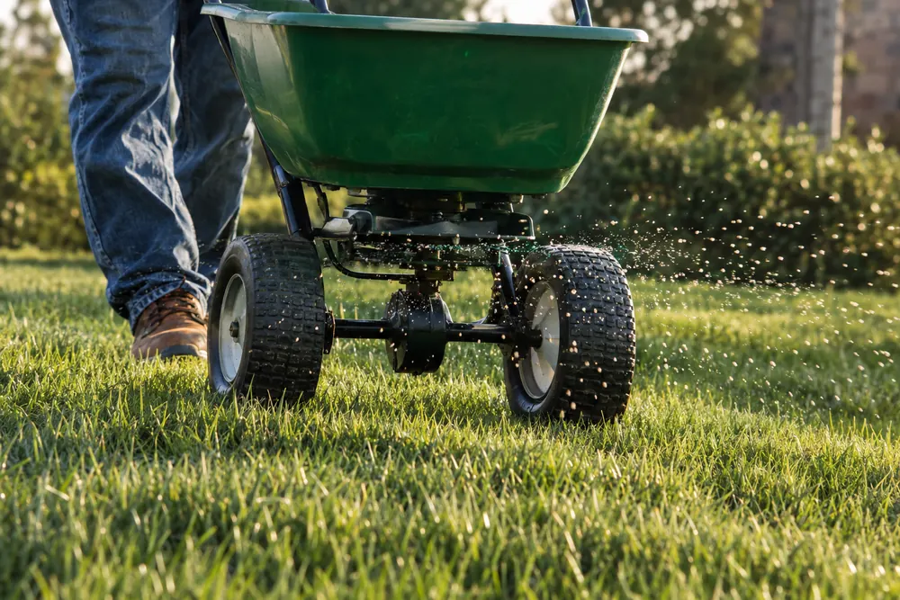 Broadcast spreader applying granular fertilizer