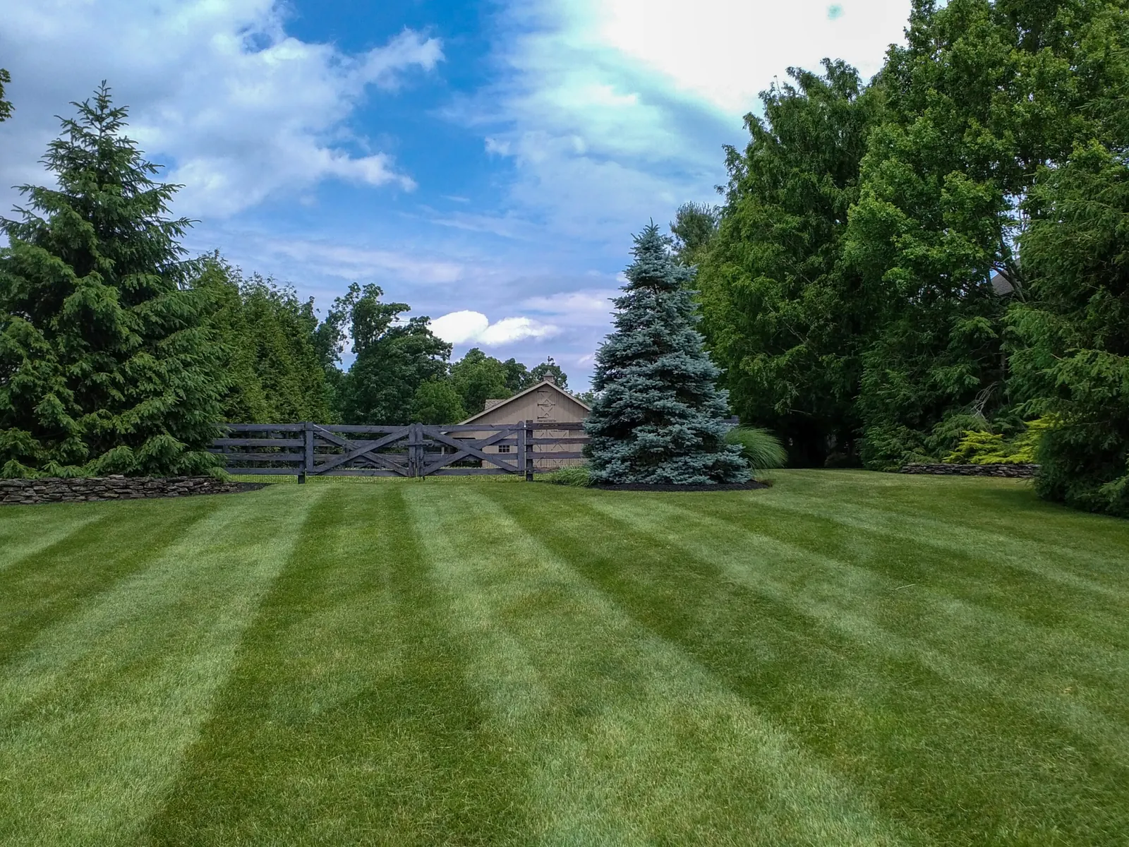 Large striped lawn bordered by evergreens and a wooden fence